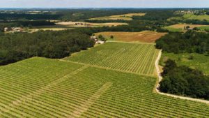 Vignes d'Auros