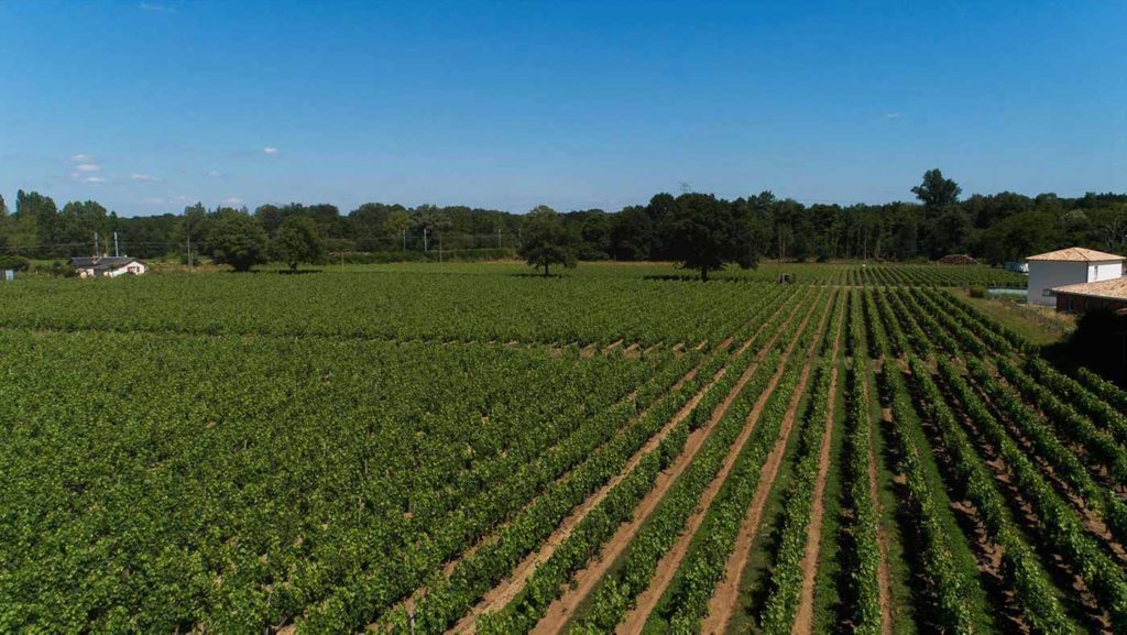 Vignes château d'Eyran