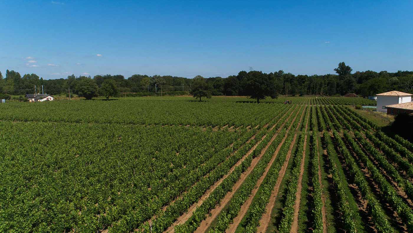 Vignes château d'Eyran