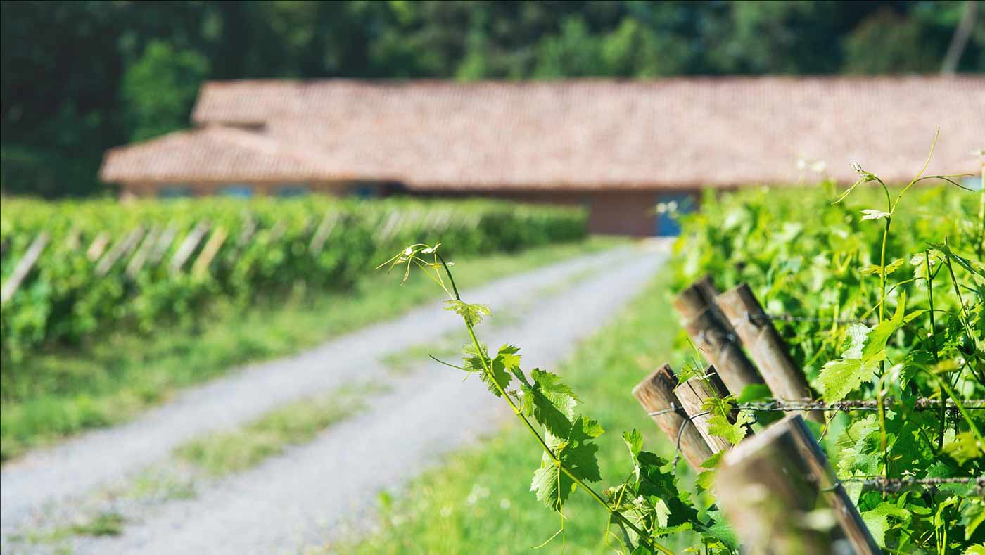 Vignes devant le chai du Château d'Eyran