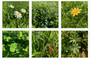 Les fleurs du vignble