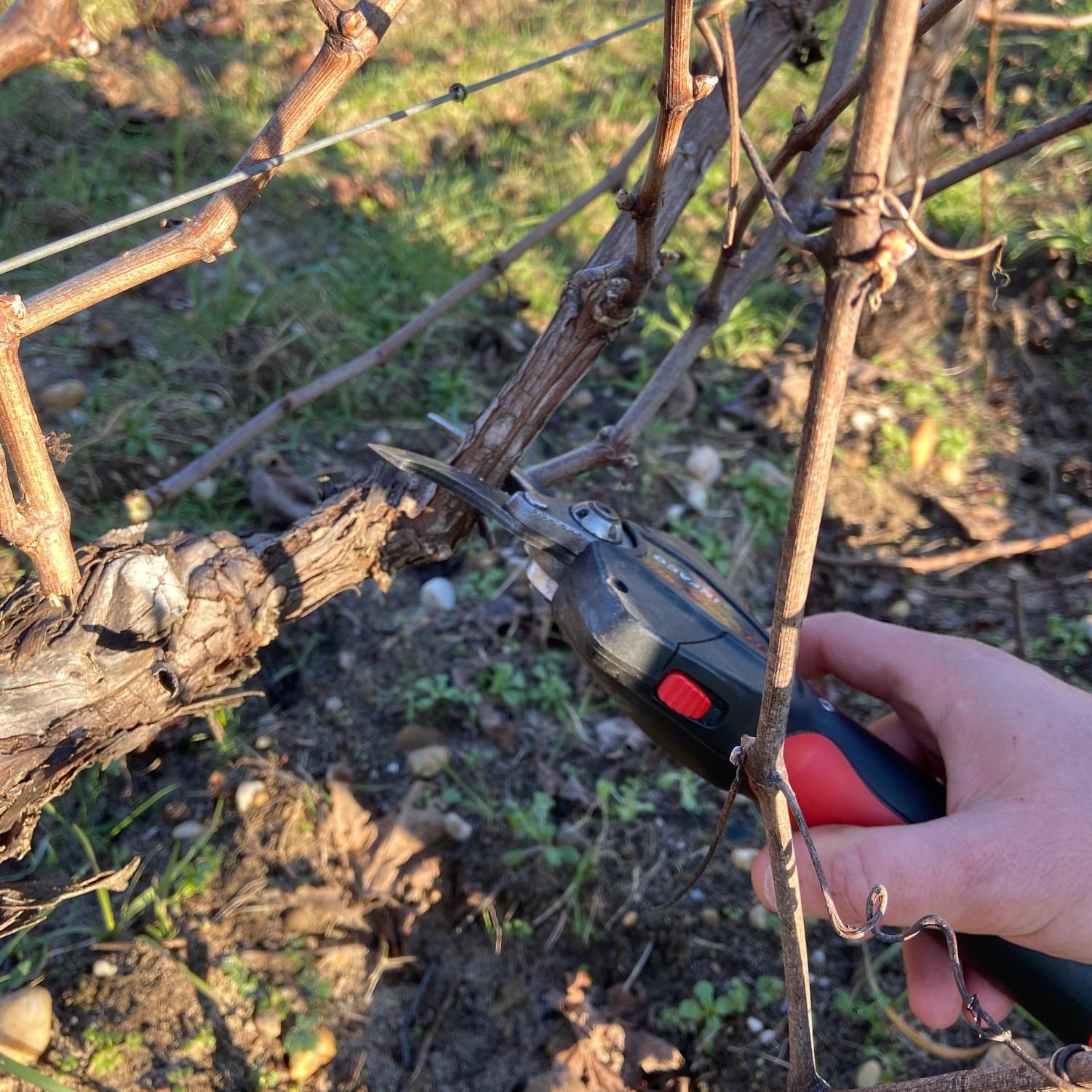 La taille de la vigne