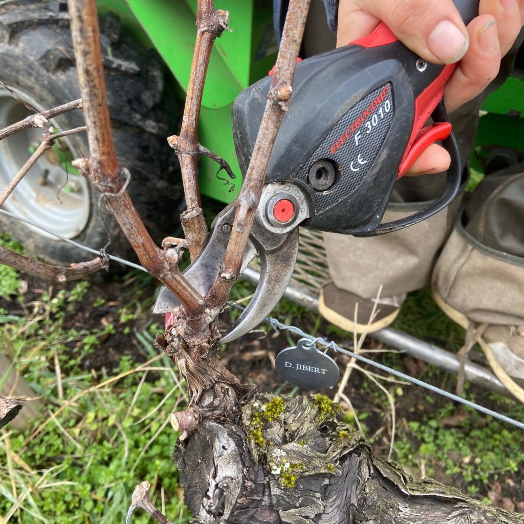 La taille de la vigne.