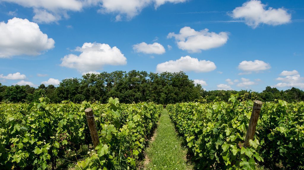 Dangerosité des traitements phytosanitaires dans la vigne