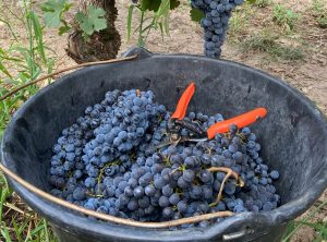 Seau vendanges