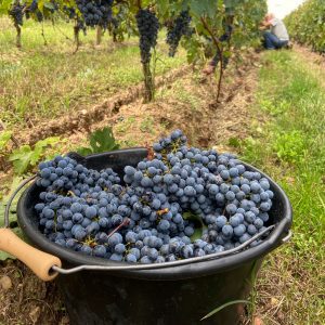 Seau rempli de raisins rouges