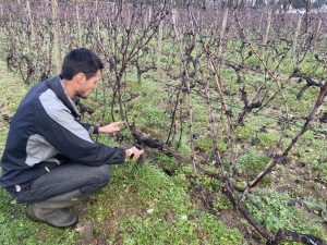 Taille de la vigne