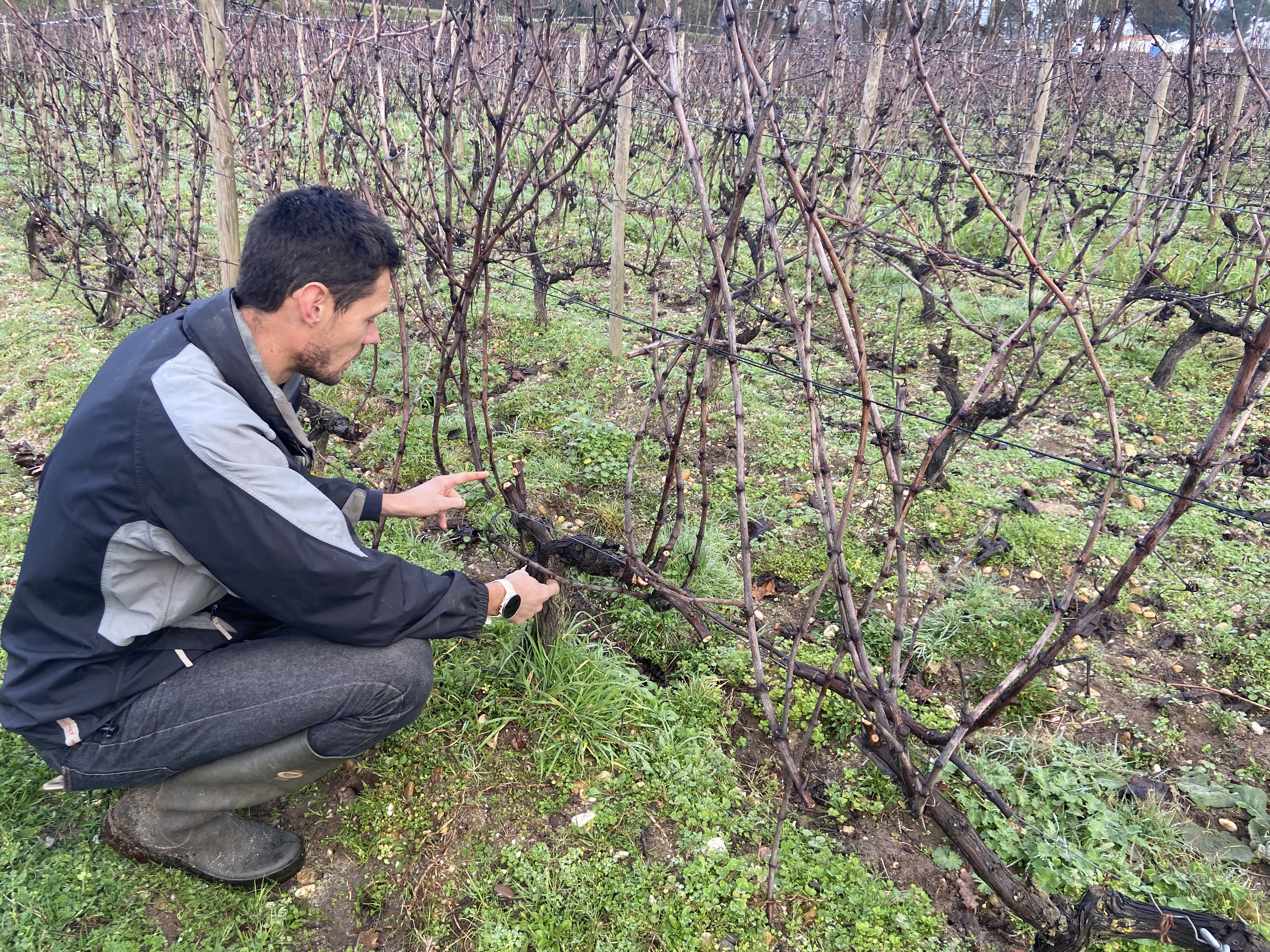 Taille de la vigne
