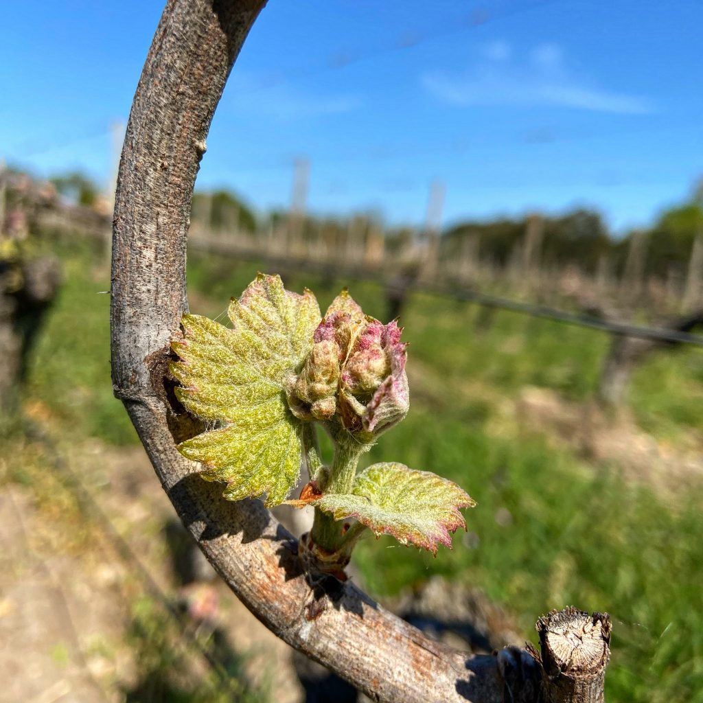 Bourgeon de vigne