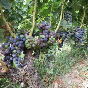 Grappes véraison