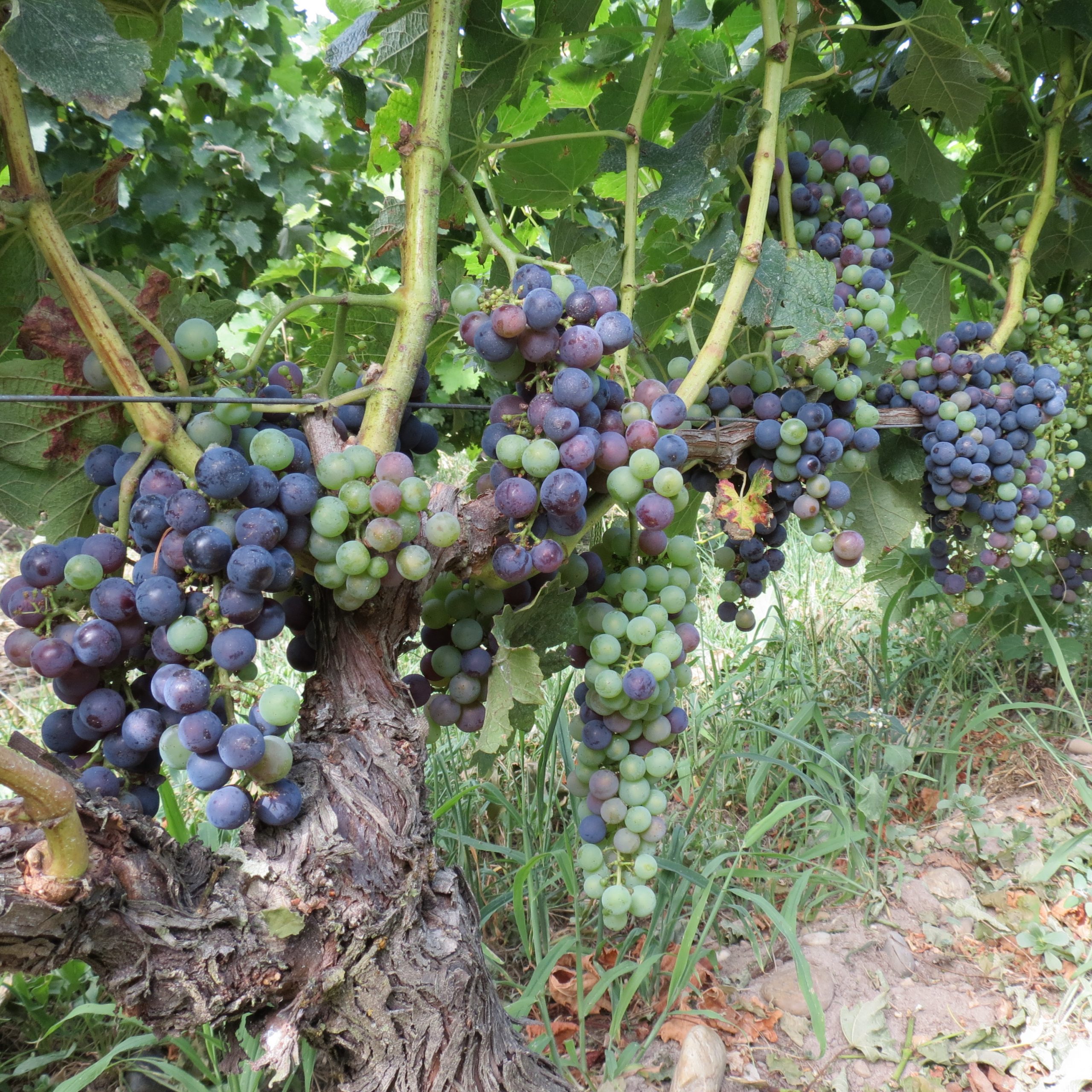 Grappes véraison
