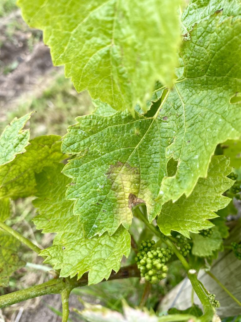 Feuille mildiou