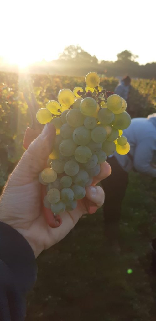 Grappe de sauvignon blanc