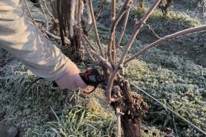La taille de la vigne