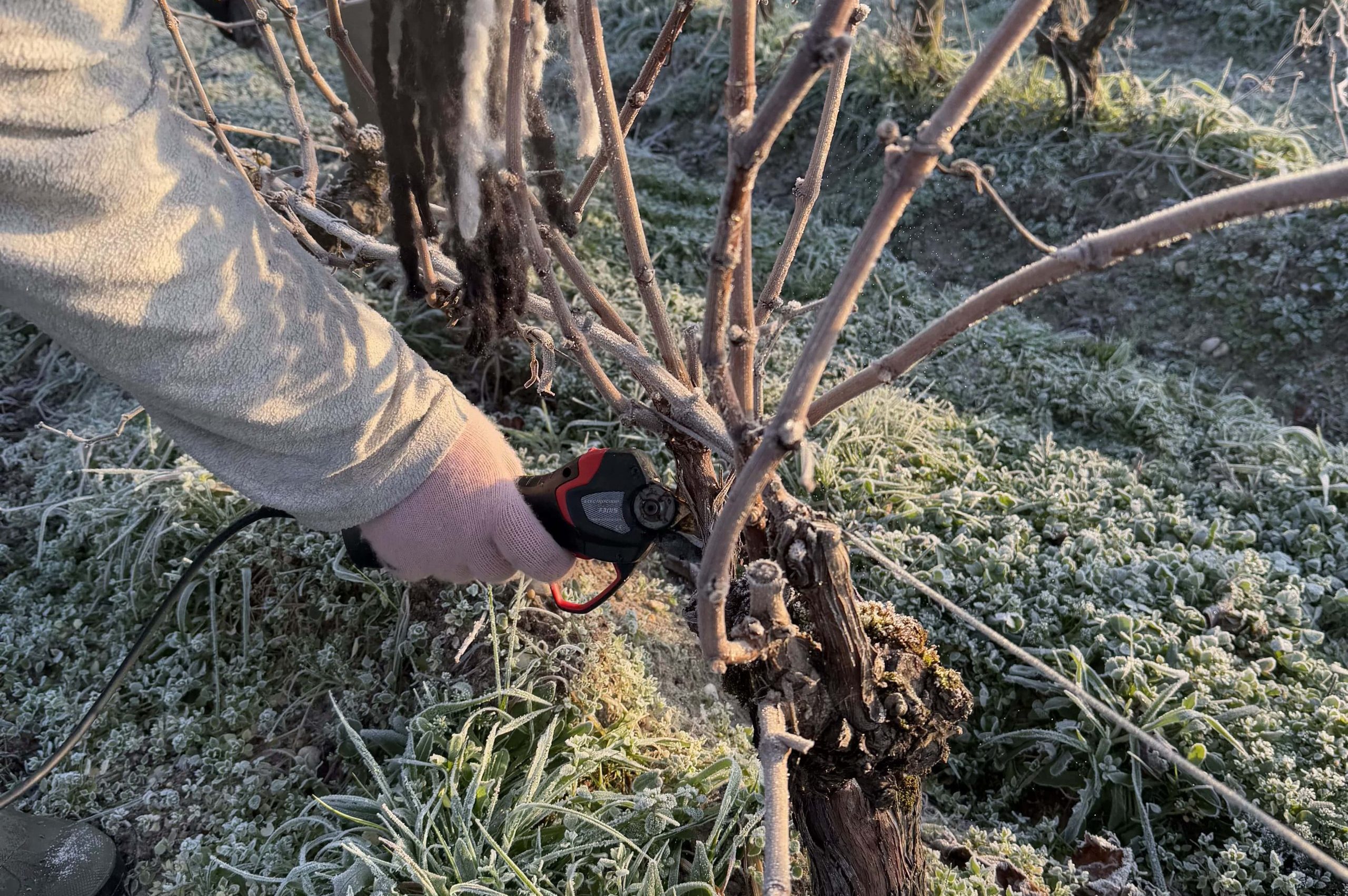 La taille de la vigne
