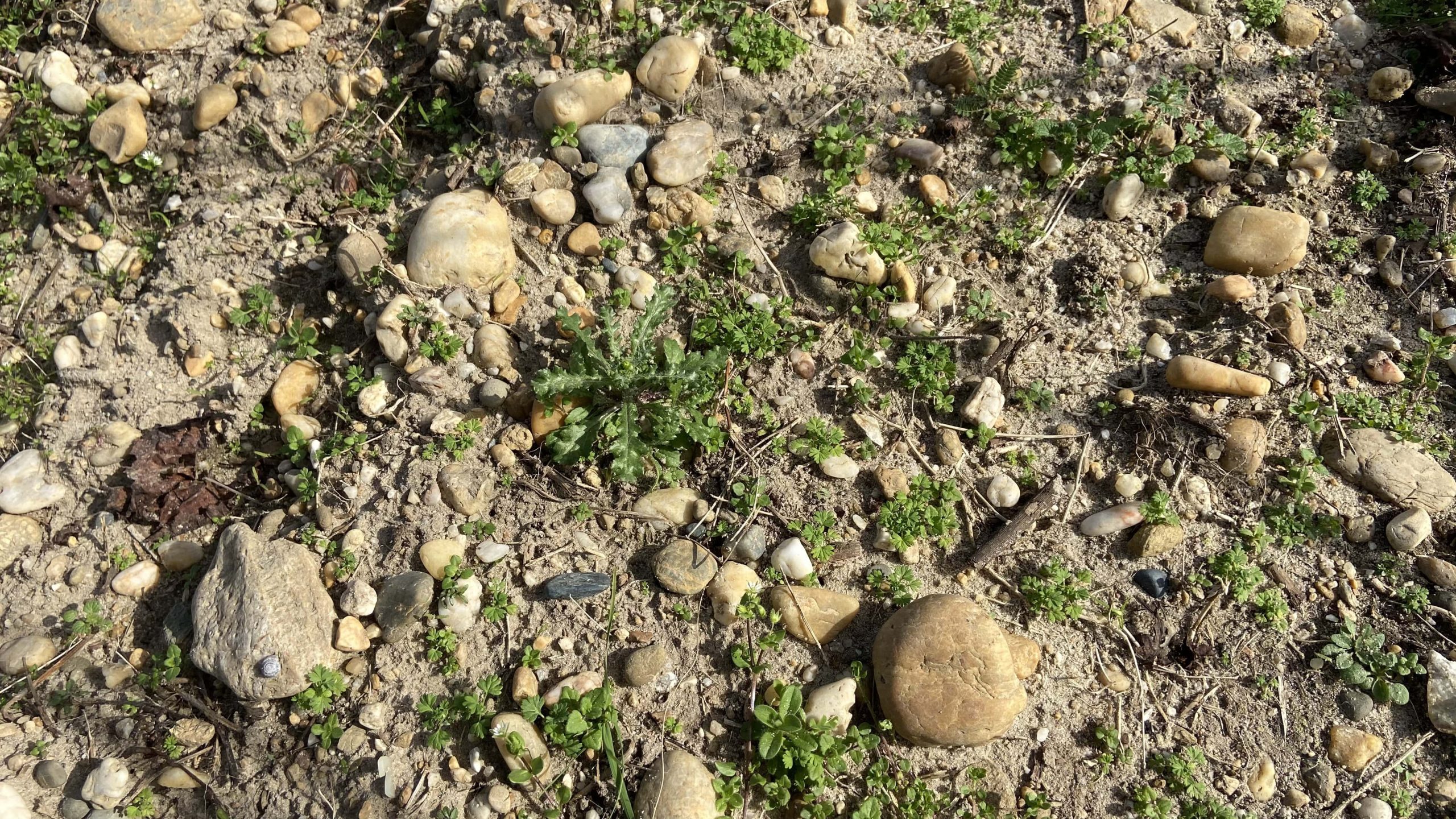 Le terroir sableux du Château D'Eyran