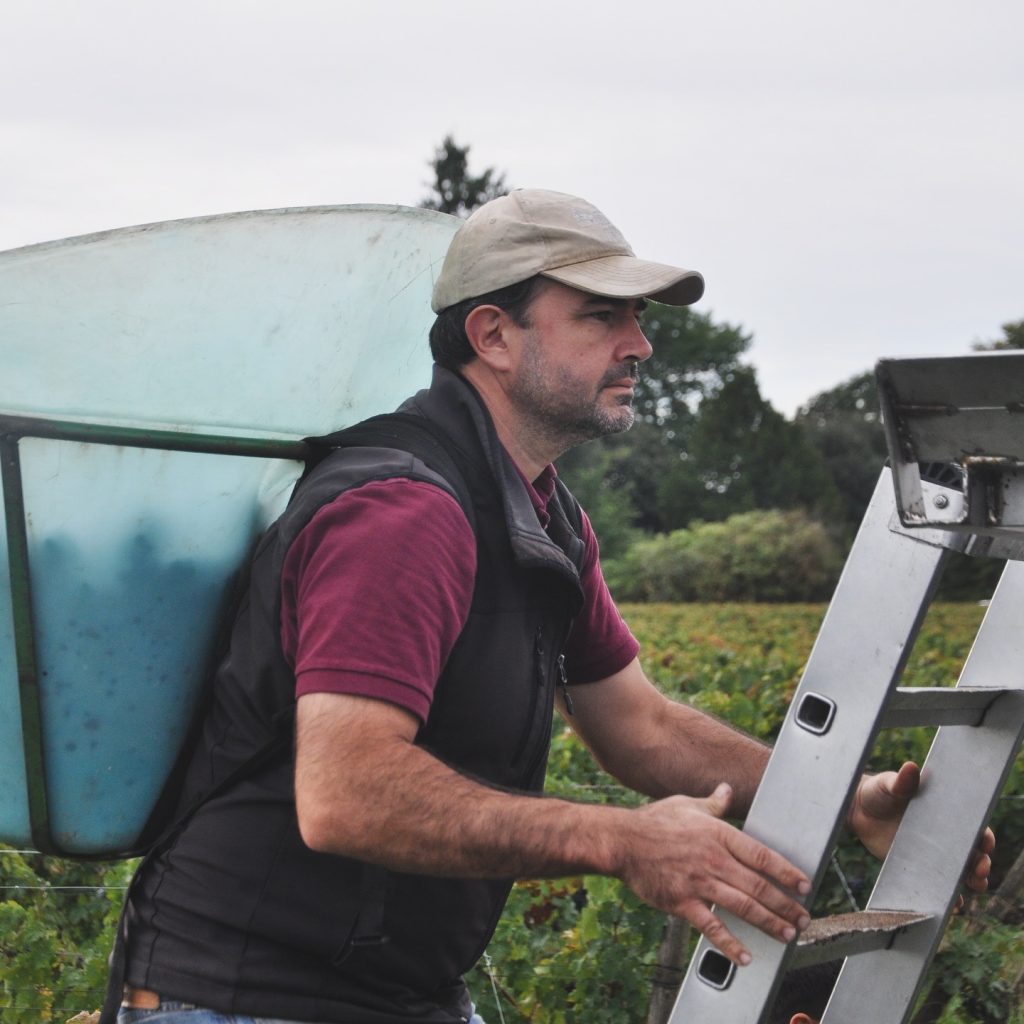 Charles Savigneux en train de faire les vendanges