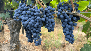 Vendanges 2025 au Château d'Eyran