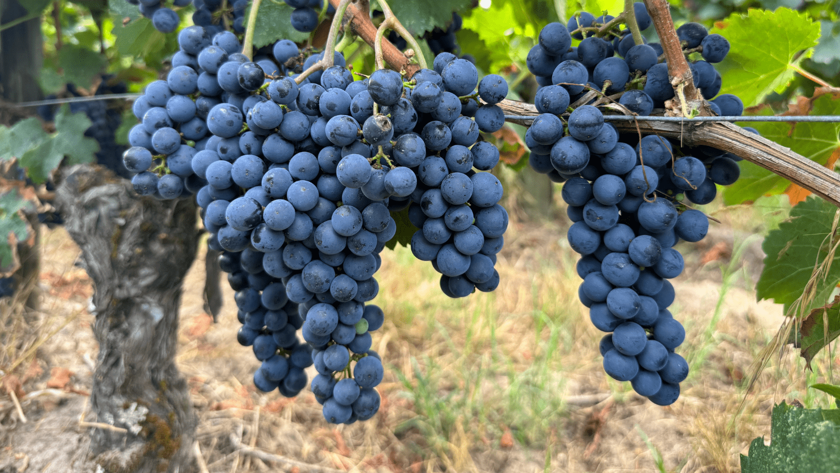 Vendanges 2025 au Château d'Eyran