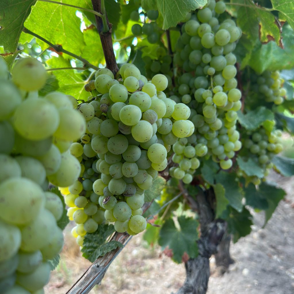 Raisin blanc Château d'Eyran Pessac-Léognan