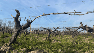 Pliage vigne