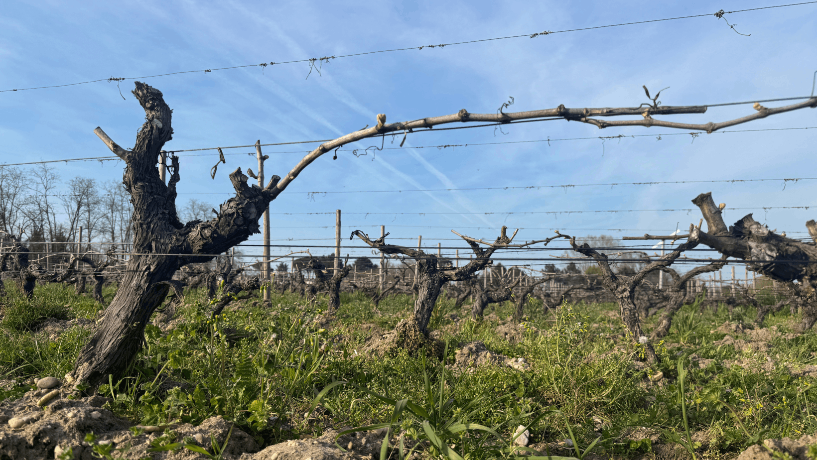 Pliage vigne