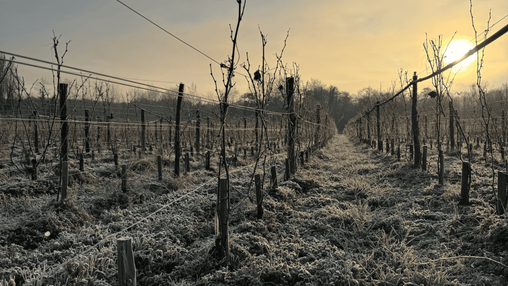 Vignoble d'hiver