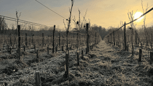 Vignoble d'hiver