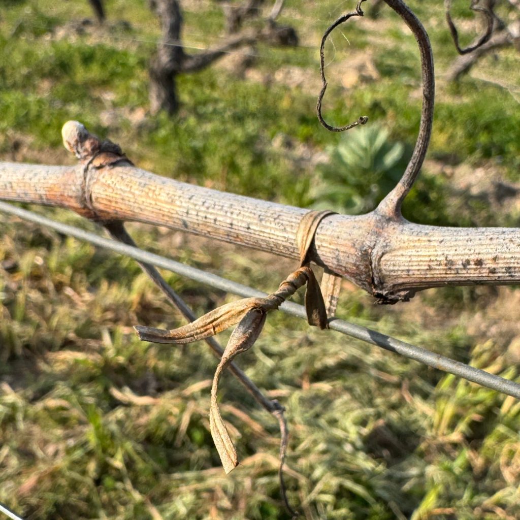 Vigne attachée