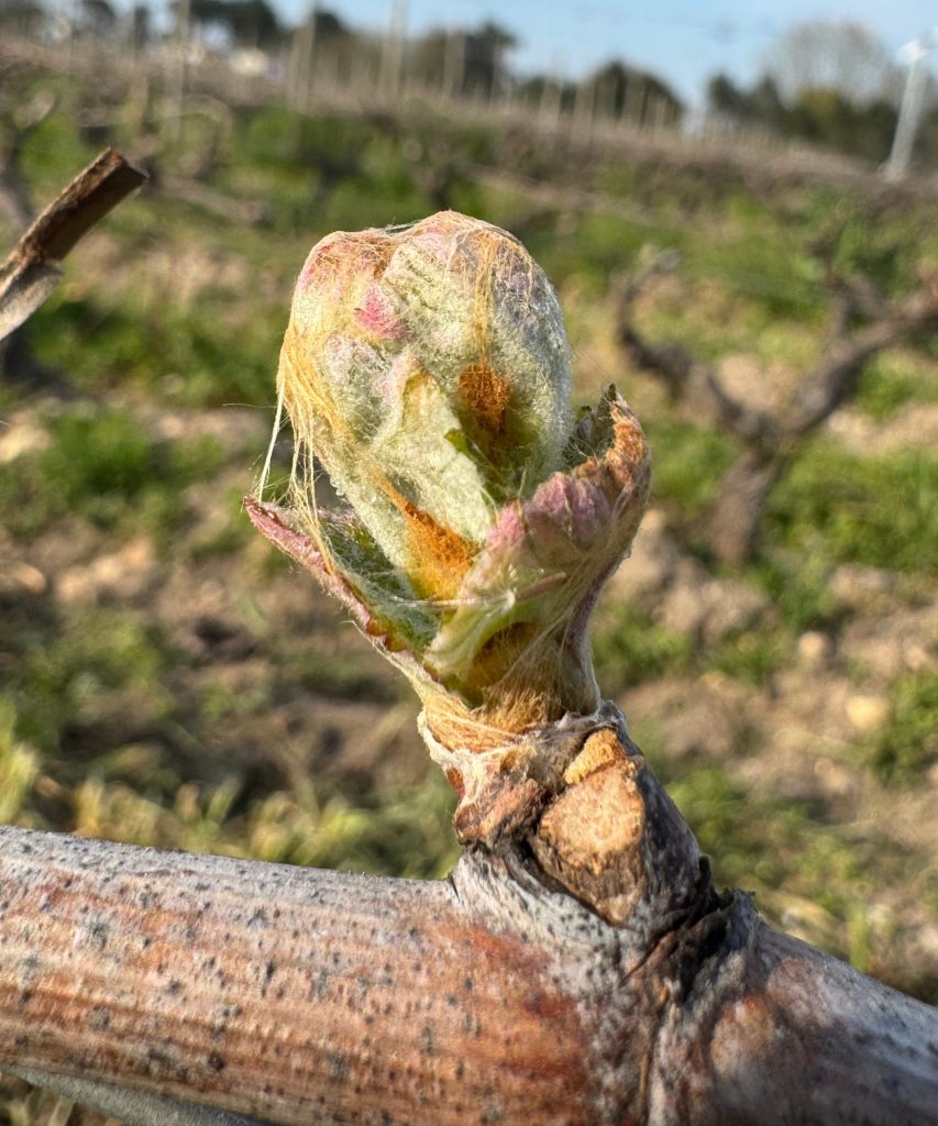 Bourgeon de vigne