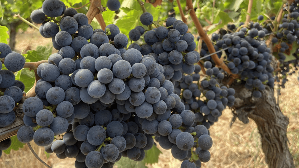 Grappes de merlot au Château d'Eyran - Pessac-Léognan