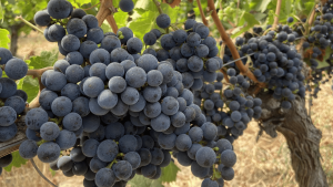 Grappes de merlot au Château d'Eyran - Pessac-Léognan