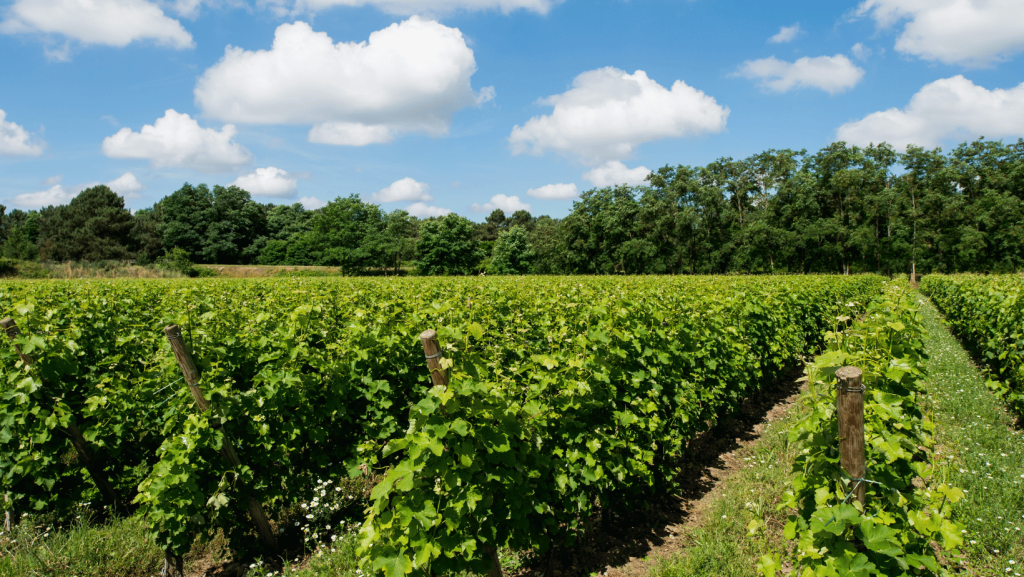 Vignoble du Château d'Eyran Pessac-Léognan