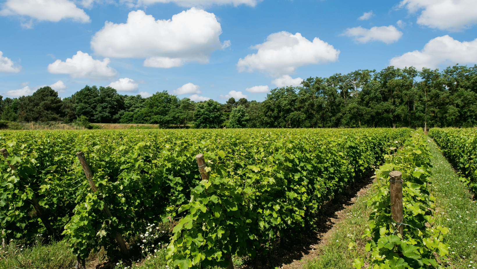 Vignoble du Château d'Eyran Pessac-Léognan